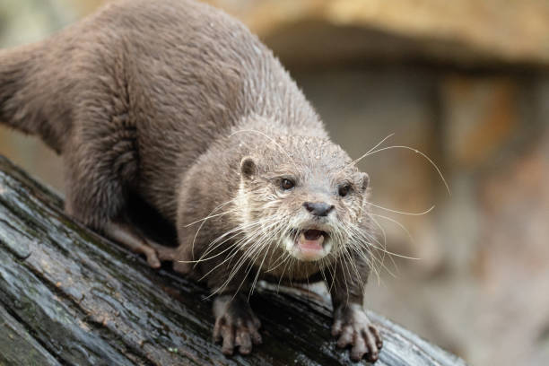 istock Asian small clawed otter Amblonyx cinerea, small clawed otter 2182840534