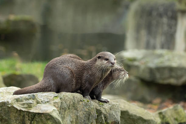 istock Asian small clawed otter Amblonyx cinerea, small clawed otter 2182840550