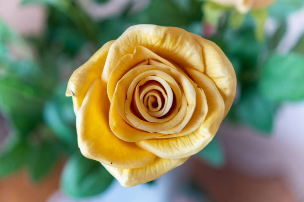 Yellow plastic roses add a cheerful and elegant touch to your home decoration. Their vibrant color and realistic design brighten any space, creating a warm and inviting atmosphere. Perfect for vases, centerpieces, or wall arrangements, these durable and maintenance-free roses bring lasting beauty to your home decor