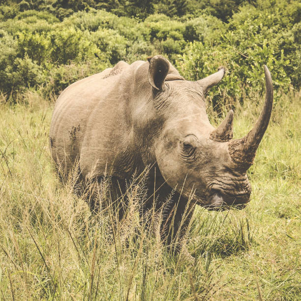 Neushoorn met hoorn in de wildernis