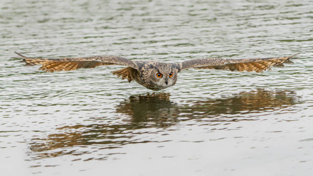 istock A beautiful, huge European Eagle Owl (Bubo bubo) flying low above a lake. 2182842848