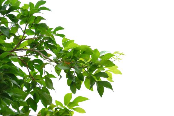 istock A Tropical tree with leaves branches on white isolated background for green foliage backdrop 2182844034