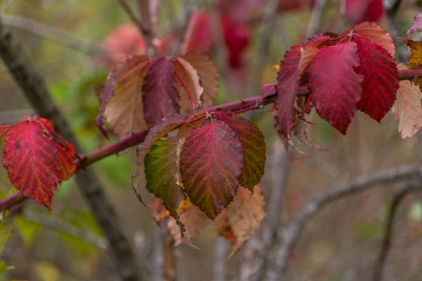 istock Reddened blackberry leaves on a sunny autumn day 2182845119