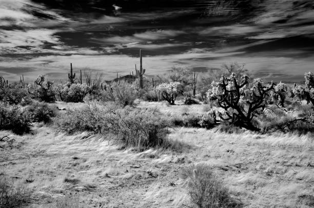 istock Sonora Desert Arizona in Infrared 2182845700