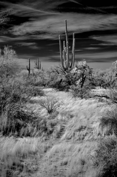 istock Sonora Desert Arizona in Infrared 2182845740