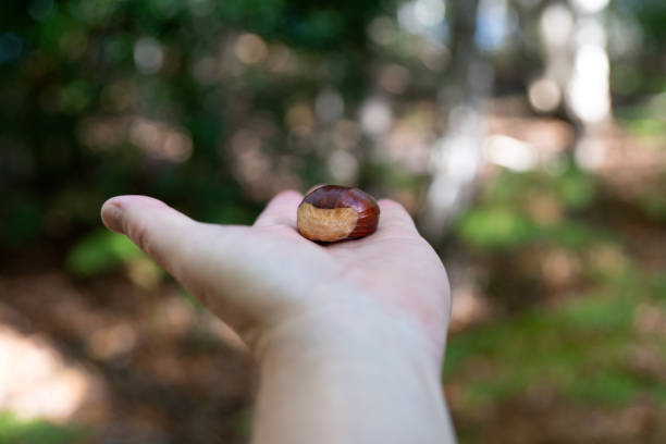 Sweet chestnut (Castanea sativa) in an autumn woodland