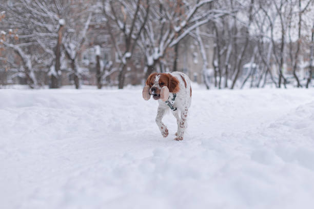 istock The walk with a dog in the forest 2182849748