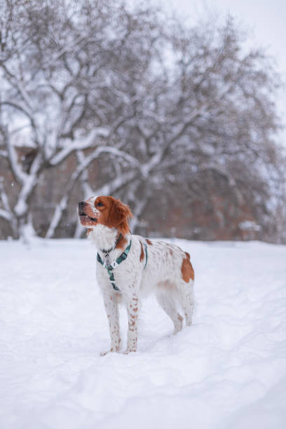 istock The walk with a dog in the forest 2182849769
