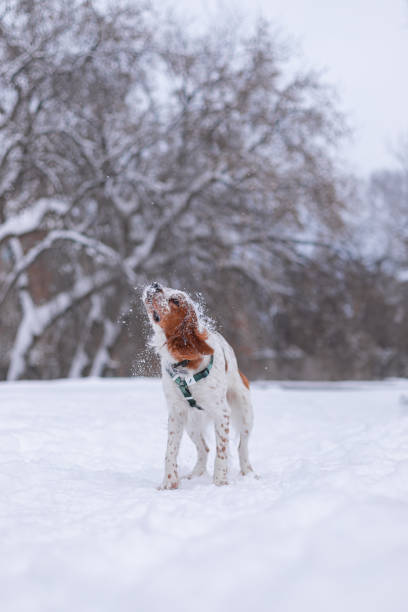 istock The walk with a dog in the forest 2182849835