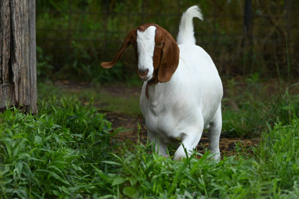 istock Boer Goat in the barnyard 2182849849