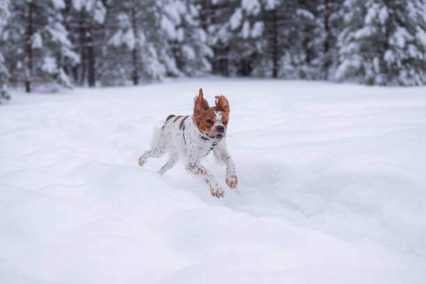 istock The walk with a dog in the forest 2182849875