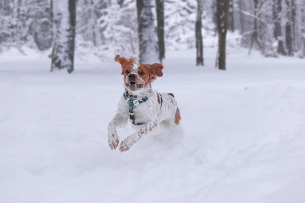 istock The walk with a dog in the forest 2182849911