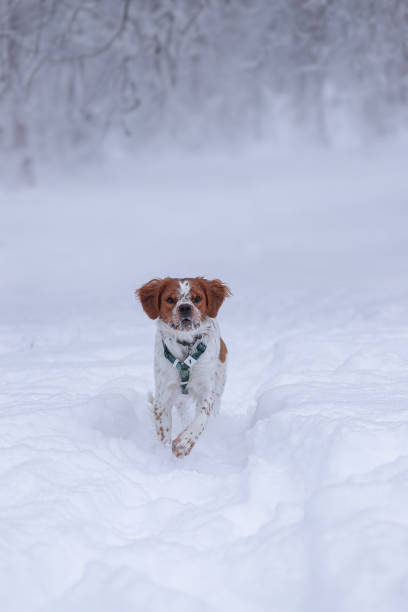 istock The walk with a dog in the forest 2182849986