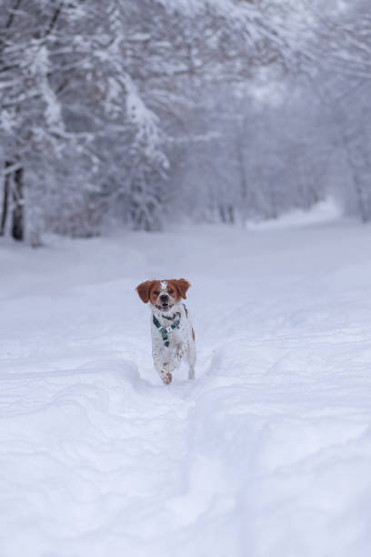 istock The walk with a dog in the forest 2182849999