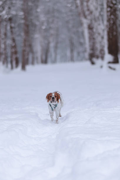 istock The walk with a dog in the forest 2182850013