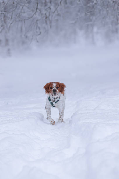 istock The walk with a dog in the forest 2182850017