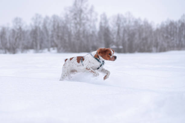 istock The walk with a dog in the forest 2182850100