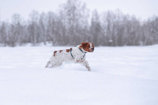 istock The walk with a dog in the forest 2182850103