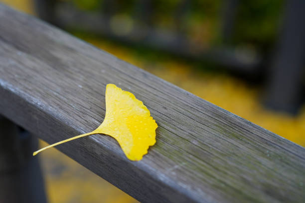istock autumn ginkgo leaves. 2182850878
