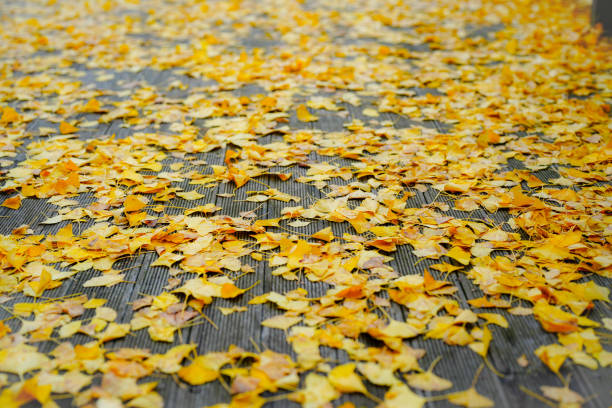Ginkgo tree leaves colored yellow in autumn.