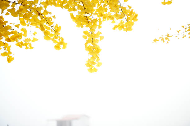 Ginkgo tree leaves colored yellow in autumn.