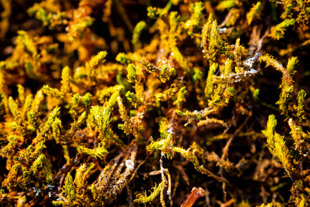 A detailed close-up of moss growing on the forest floor, showcasing the intricate textures and vibrant greens of natural growth.