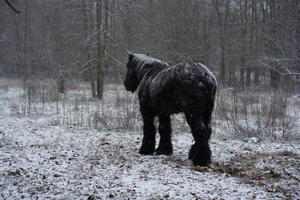 Groom carries his blond bride across the snow toward a black draft horse on a winter day, Minnesota
