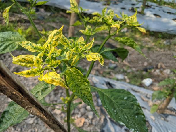 istock plants from diseased chili leaves 2182854726