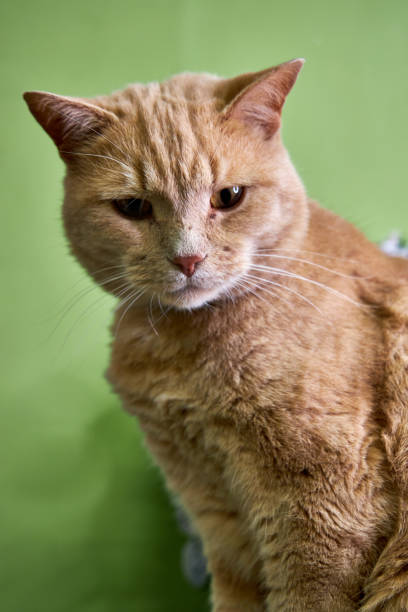 istock beige cat sitting on a green background 2182854854