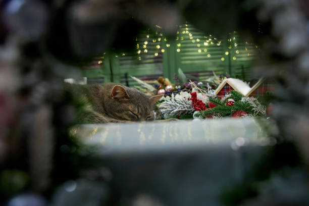 gray cat lying on a cushion in Christmas interior background wall with bokeh