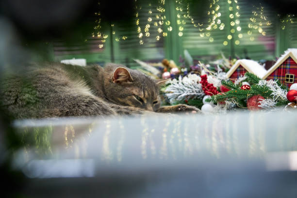 istock gray cat lying on a cushion in Christmas interior background wall with bokeh 2182854859