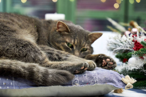 gray cat lying on a cushion in Christmas interior background wall with bokeh