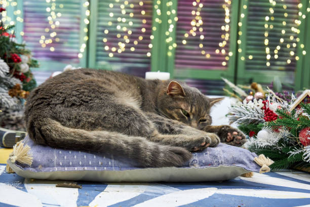 istock gray cat lying on a cushion in Christmas interior background wall with bokeh 2182855202