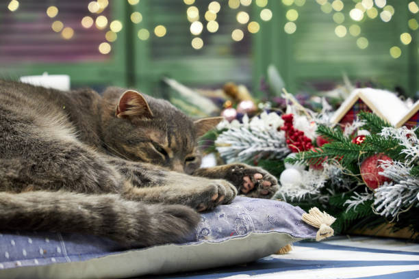 istock gray cat lying on a cushion in Christmas interior background wall with bokeh 2182855203