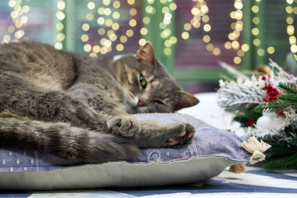 istock gray cat lying on a cushion in Christmas interior background wall with bokeh 2182855269