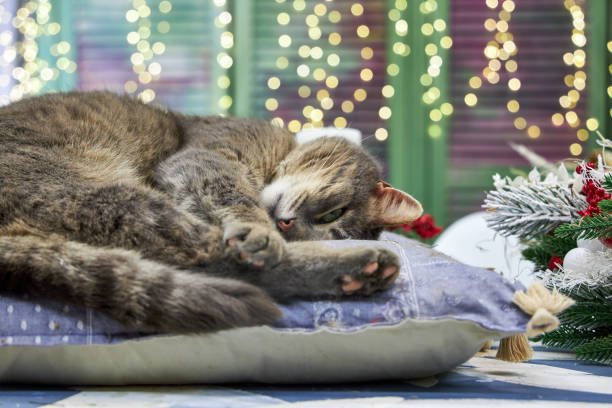 istock gray cat lying on a cushion in Christmas interior background wall with bokeh 2182855272