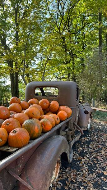 istock Pumpkins in truck 2182855464