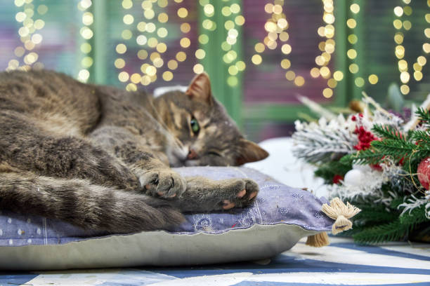 istock gray cat lying on a cushion in Christmas interior background wall with bokeh 2182855541