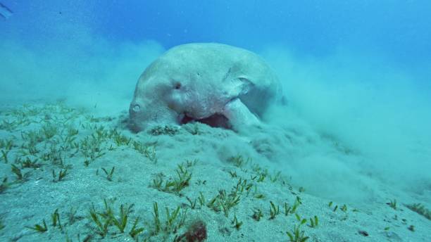 istock Dugong eating grass on sea bottom, Red sea, Egypt. 2182857015