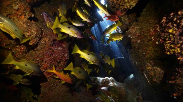 istock Beautifiul underwater view with tropical cave. 2182857060