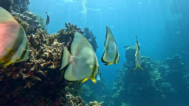 istock Beautifiul underwater view with tropical coral reefs 2182857235
