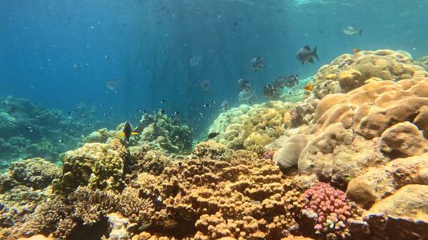 istock Beautifiul underwater view with tropical coral reefs 2182857248