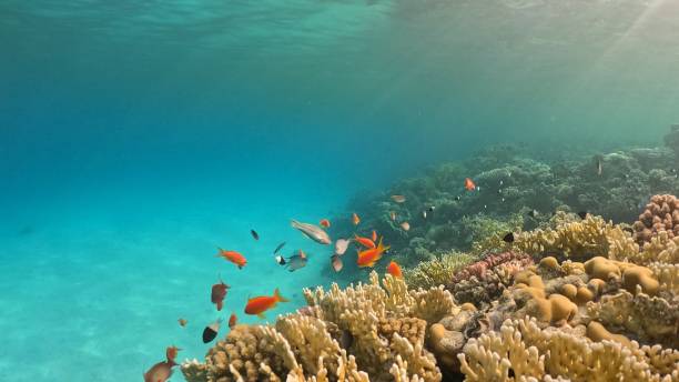 istock Beautifiul underwater view with tropical coral reefs 2182857427