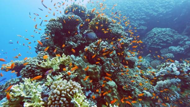 istock Beautifiul underwater view with tropical coral reefs 2182857921