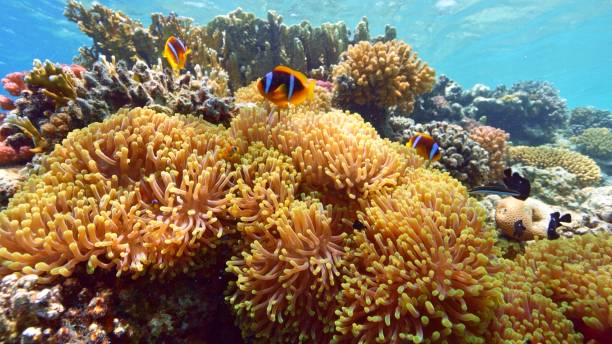 istock Beautifiul underwater view with tropical coral reefs 2182857954