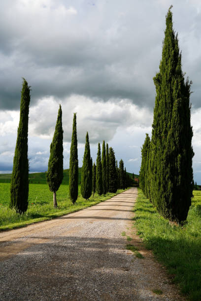 Cypress trees rows and country road. rural landscape in Tuscany, Italy