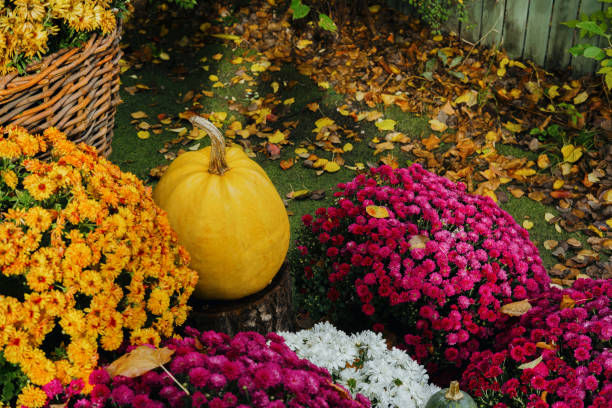 istock Autumn garden display featuring pumpkins and vibrant chrysanthemums 2182862462