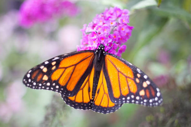 istock Monarch Butterfly Pollinating Fresh Flowers 2182862525
