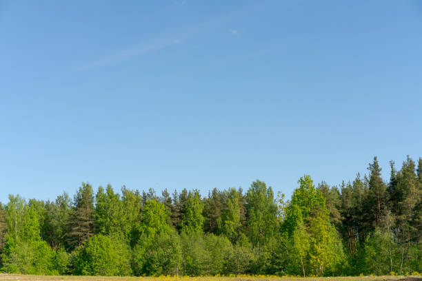 Forest with a clear blue sky in the background. The sky is very bright and the trees are lush and green