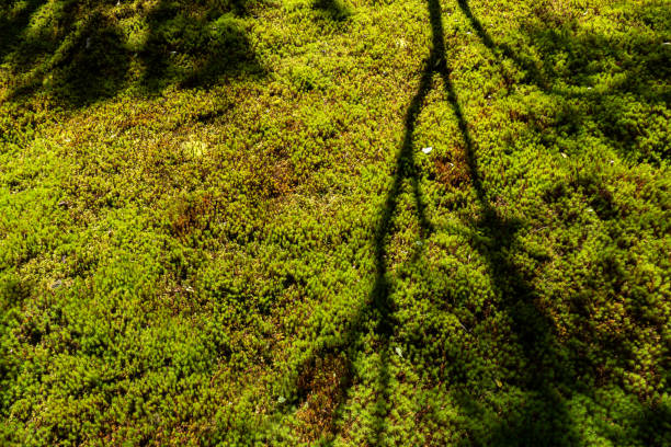 Green moss on the ground